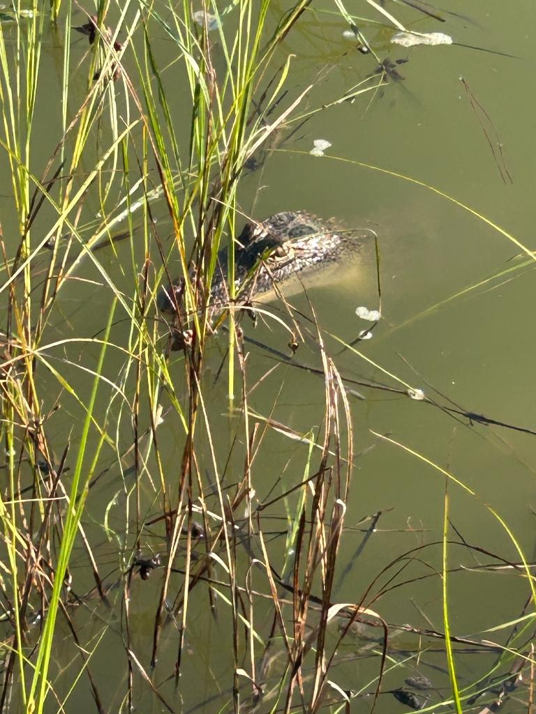 Anahuac Texas coastal marsh bay fishing and alligator hunting property